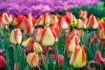 Tulipa Triumph Candy Corner 12 cm. 100 Loose p.Binbox