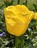 Tulipa Triumph Caractere 12 cm. 100 Loose p.Binbox
