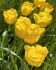 Tulipa Triumph Caractere 12 cm. 100 Loose p.Binbox