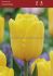 Tulipa Triumph Caractere 12 cm. 100 Loose p.Binbox