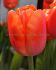 Tulipa Triumph Caro 12 cm. 100 Loose p.Binbox