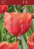 Tulipa Triumph Caro 12 cm. 100 Loose p.Binbox