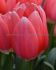 tulipa triumph christmas pink 12 cm 15 quality pkgsx 6