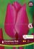 tulipa triumph christmas pink 12 cm 15 quality pkgsx 6