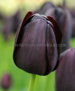 Tulipa Triumph ‘Continental‘ 12/+ cm. (100 Loose p.Binbox)