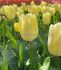 tulipa triumph creme flag 12 cm 100 loose pbinbox