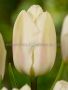 Tulipa Triumph ‘Creme Flag‘ 12/+ cm. (100 Loose p.Binbox)
