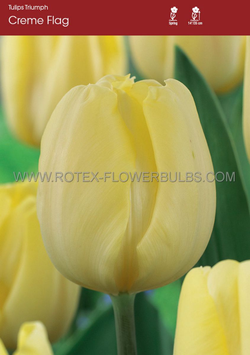 tulipa triumph creme flag 12 cm 100 pbinbox