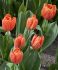 Tulipa Triumph Delta Storm 12 cm. 100 Loose p.Binbox