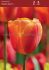 Tulipa Triumph Delta Storm 12 cm. 100 Loose p.Binbox