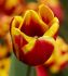 tulipa triumph denmark 12 cm 15 quality pkgsx 6