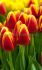 tulipa triumph denmark 12 cm 15 quality pkgsx 6