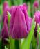Tulipa Triumph Destination 12 cm. 100 Loose p.Binbox