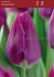 Tulipa Triumph Destination 12 cm. 100 Loose p.Binbox
