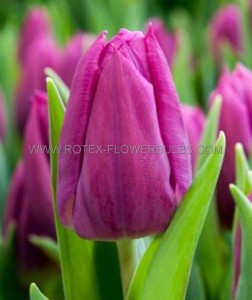 Tulipa Triumph ‘Destination‘ 12/+ cm. (15 Quality Pkgs.x 6)