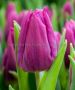 Tulipa Triumph ‘Destination‘ 12/+ cm. (15 Quality Pkgs.x 6) Tulipa Triumph ‘Destination‘ 12/+ cm. (15 Quality Pkgs.x 6)