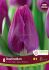 Tulipa Triumph Destination 12 cm. 15 Quality Pkgs.x 6
