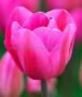 Tulipa Triumph ‘Don Quichotte‘ 12/+ cm. (15 Quality Pkgs.x 6) Tulipa Triumph ‘Don Quichotte‘ 12/+ cm. (15 Quality Pkgs.x 6)