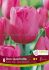 tulipa triumph don quichotte 12 cm 15 quality pkgsx 6