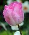 tulipa triumph gabriella 12 cm 100 loose pbinbox