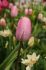 tulipa triumph gabriella 12 cm 100 pbinbox