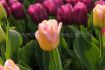 tulipa triumph gabriella 12 cm 100 loose pbinbox
