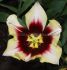 tulipa triumph gavota 12 cm 100 loose pbinbox