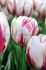 tulipa triumph happy generation 12 cm 100 pbinbox