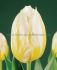 tulipa triumph happy people 12 cm 100 loose pbinbox