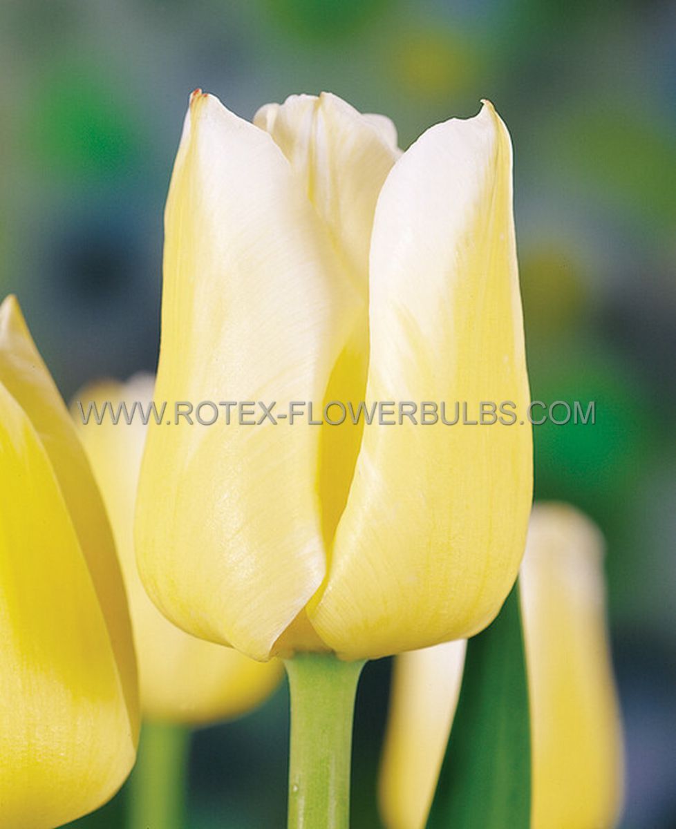 tulipa triumph happy people 12 cm 100 pbinbox