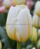 tulipa triumph happy people 12 cm 15 quality pkgsx 6