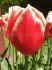 tulipa triumph holland america 12 cm 15 pkgsx 6