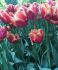 tulipa triumph holland america 12 cm 15 pkgsx 6