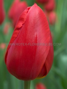 Tulipa Triumph ‘Ile de France‘ 12/+ cm. (100 Loose p.Binbox)