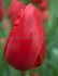 tulipa triumph ile de france 12 cm 15 quality pkgsx 6