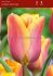 tulipa triumph indian summer 12 cm 100 loose pbinbox