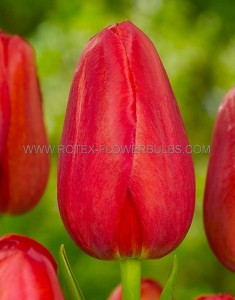 Tulipa Triumph ‘Invader‘ 12/+ cm. (500 Loose p.Plastic Crate)