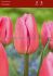 tulipa triumph involve 12 cm 100 pbinbox