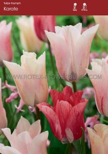 Tulipa Triumph ‘Karate‘ 12/+ cm. (100 Loose p.Binbox)