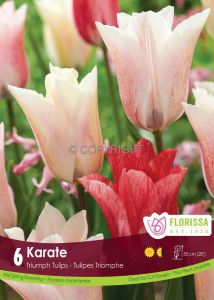 Tulipa Triumph ‘Karate‘ 12/+ cm. (15 Quality Pkgs.x 6)