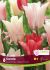 Tulipa Triumph Karate 12 cm. 15 Quality Pkgs.x 6