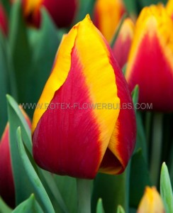 Tulipa Triumph ‘Kees Nelis‘ 12/+ cm. (100 Loose p.Binbox)