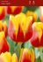 tulipa triumph kees nelis 12 cm 100 pbinbox