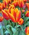 tulipa triumph kees nelis 12 cm 100 loose pbinbox
