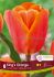 tulipa triumph kings orange 12 cm 15 quality pkgsx 6