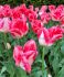 tulipa triumph kissable 12 100 pbinbox