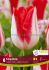tulipa triumph kissable 12 15 pkgsx 6