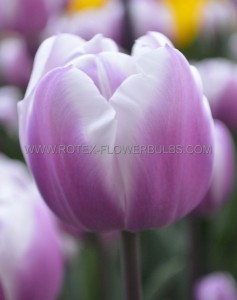 Tulipa Triumph ‘Librije‘ 12/+ cm. (100 Loose p.Binbox)