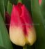 tulipa triumph match 12 cm 100 pbinbox