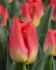 tulipa triumph match 12 cm 100 pbinbox